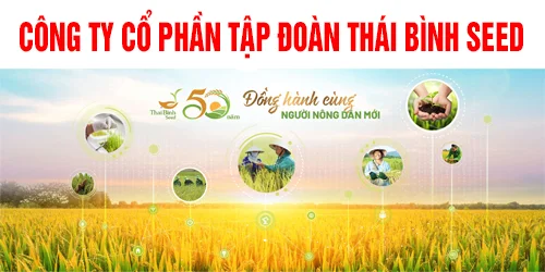 cong-ty-co-phan-tap-doan-thai-binh-seed